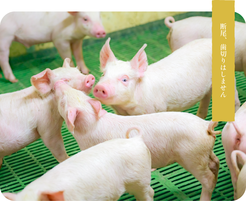 断尾、歯切りはしません